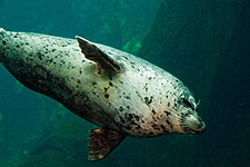 We promote stewardship to protect habitat, plants and animals.